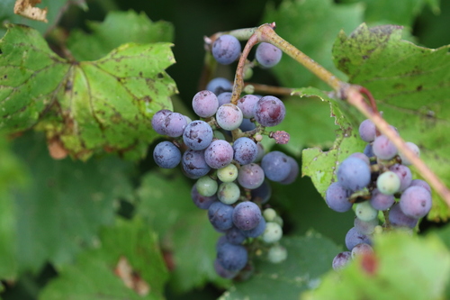 riverbank grape