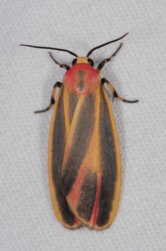 Painted Lichen Moth