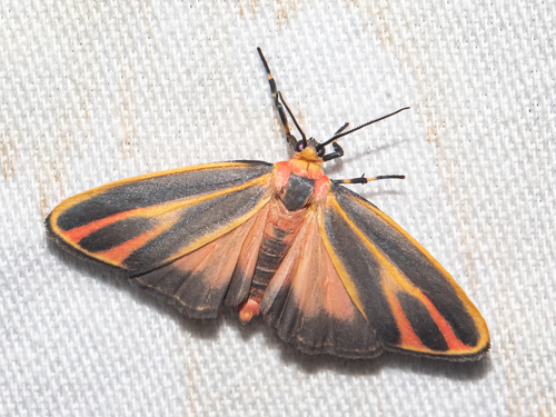 Painted Lichen Moth