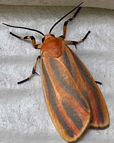 Painted Lichen Moth