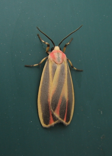 Painted Lichen Moth
