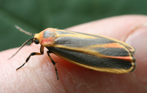 Painted Lichen Moth