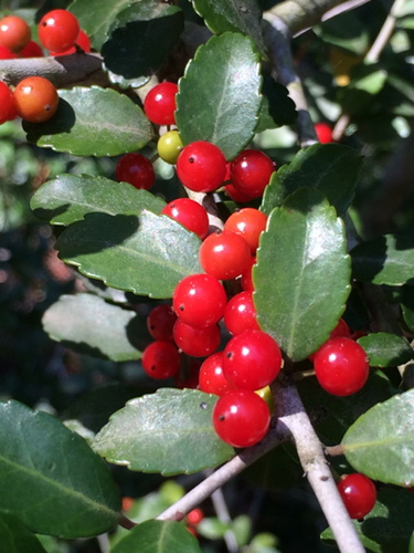 Yaupon Holly