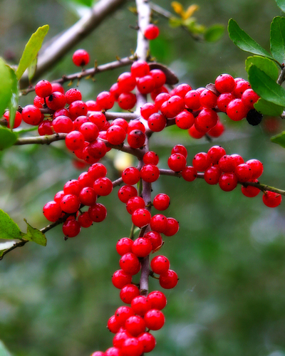 Yaupon Holly