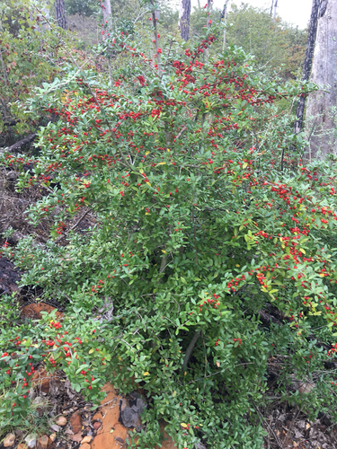 Yaupon Holly