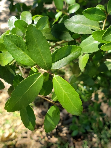 Yaupon Holly