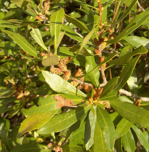 wax myrtle