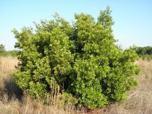 wax myrtle