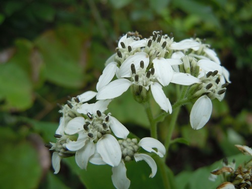 frostweed