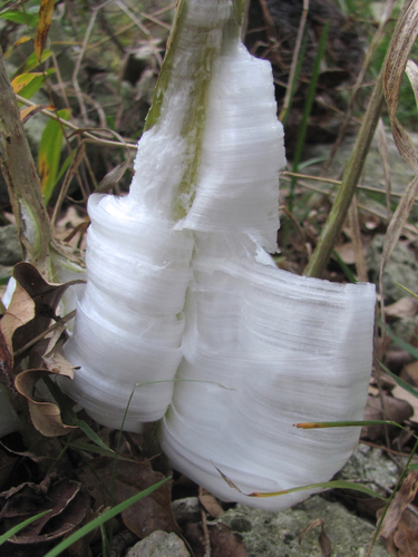 frostweed