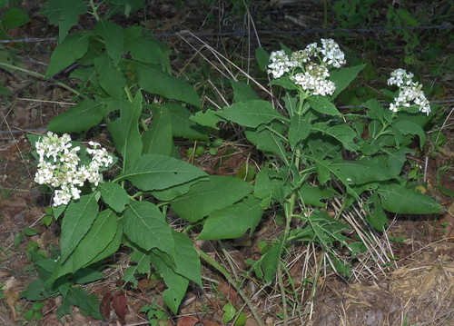 frostweed