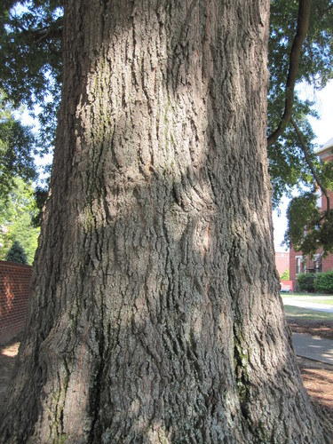 willow oak