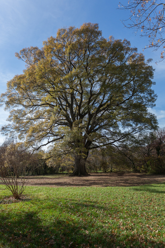 willow oak