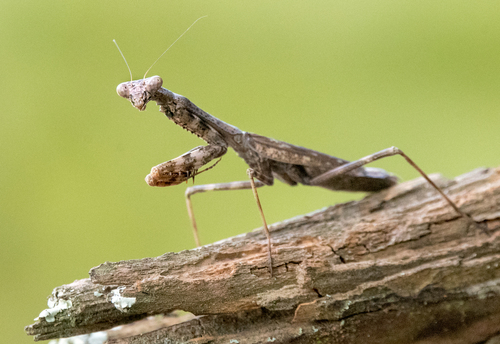 Carolina Mantis