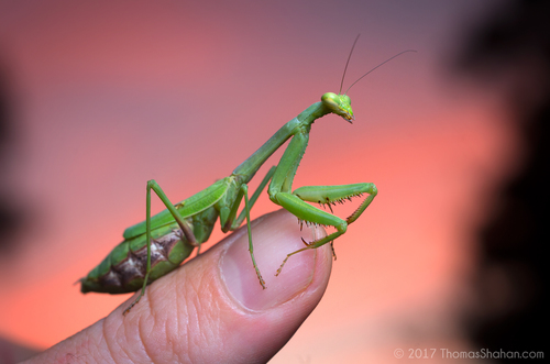 Carolina Mantis