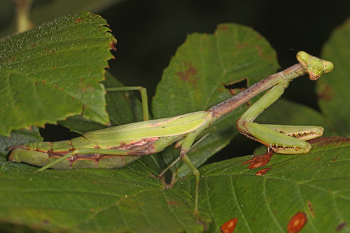 Carolina Mantis