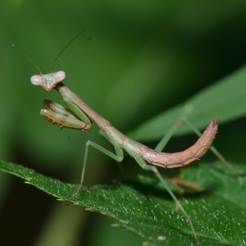 Carolina Mantis