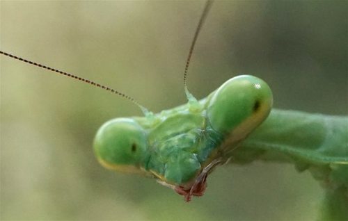 Carolina Mantis