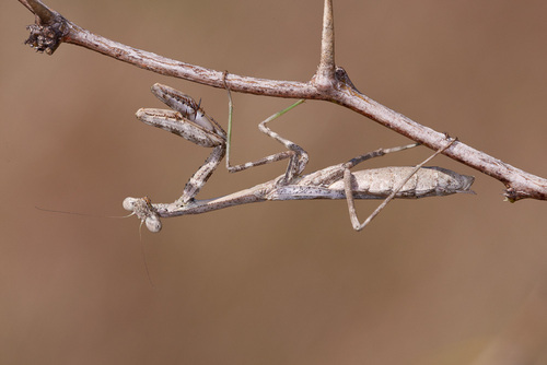 Carolina Mantis
