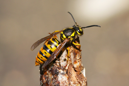 Eastern Yellowjacket