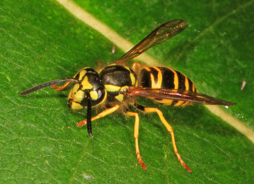 Eastern Yellowjacket