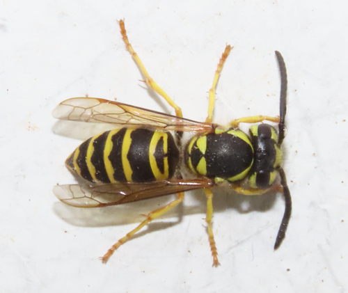 Eastern Yellowjacket