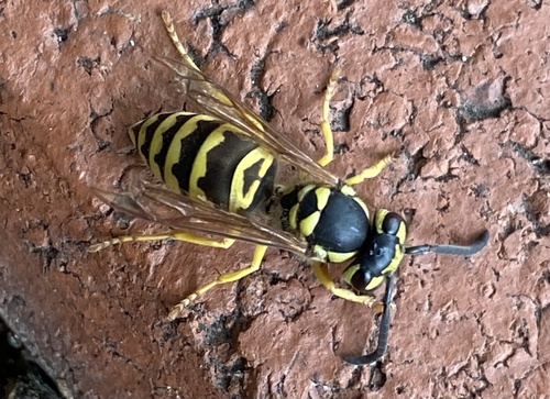 Eastern Yellowjacket