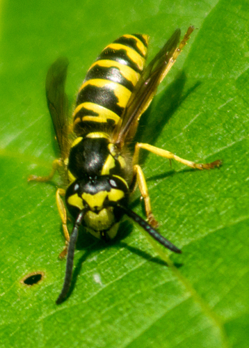 Eastern Yellowjacket