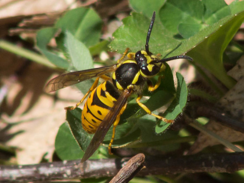 Eastern Yellowjacket