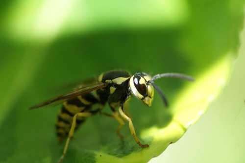 Eastern Yellowjacket