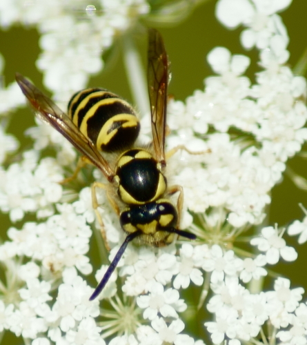 Eastern Yellowjacket
