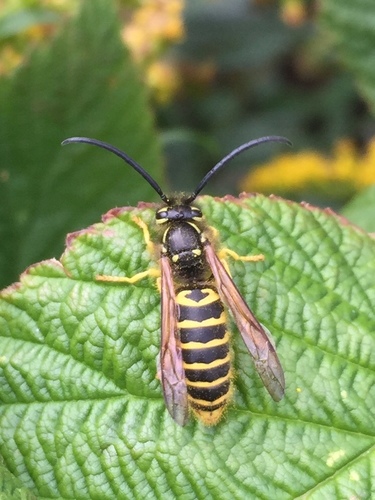 Eastern Yellowjacket