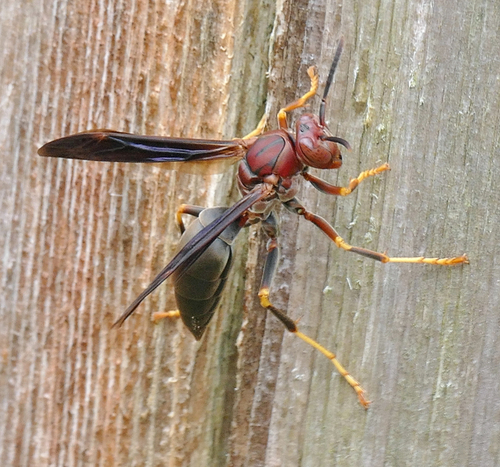 Metric Paper Wasp