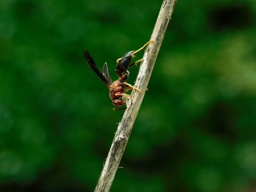 Metric Paper Wasp