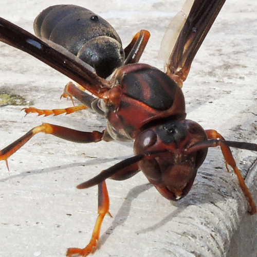 Metric Paper Wasp