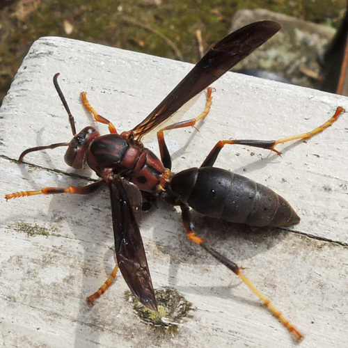 Metric Paper Wasp