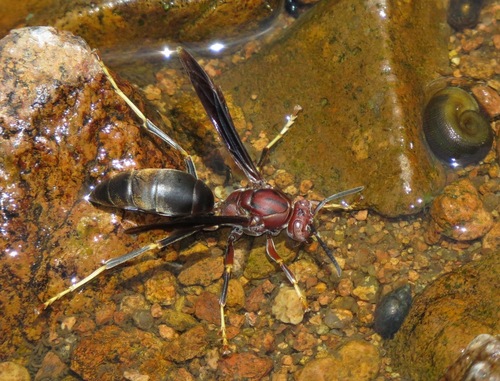 Metric Paper Wasp