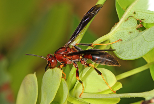 Metric Paper Wasp