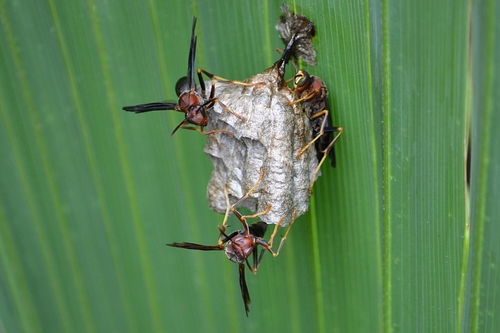 Metric Paper Wasp