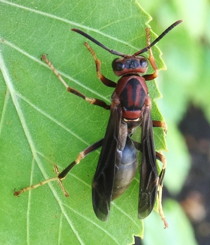 Metric Paper Wasp
