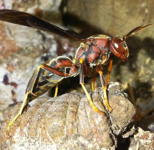 Metric Paper Wasp