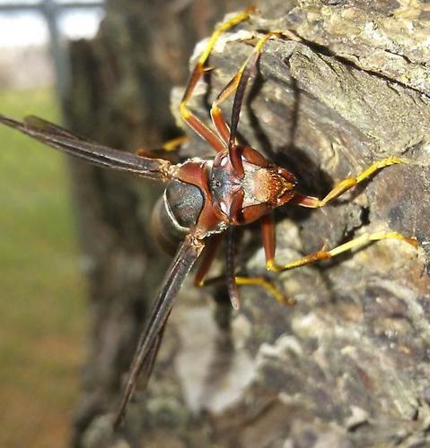 Metric Paper Wasp