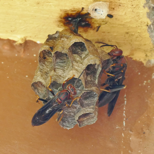 Metric Paper Wasp