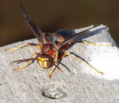 Metric Paper Wasp