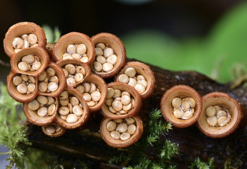 common bird's nest fungus