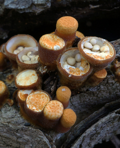 common bird's nest fungus