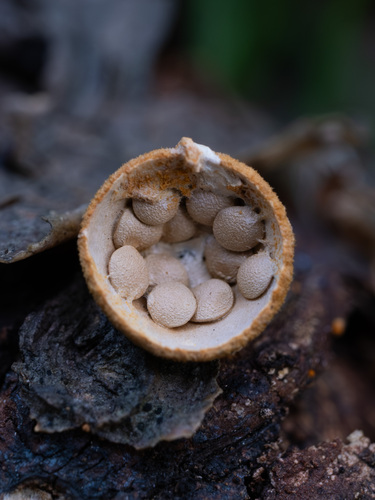 common bird's nest fungus