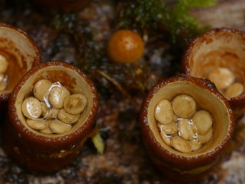 common bird's nest fungus