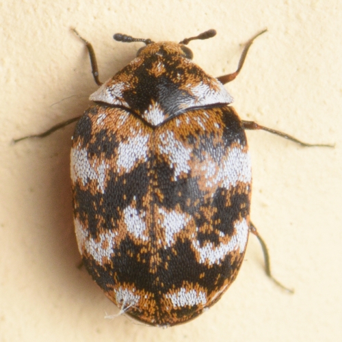 Varied Carpet Beetle
