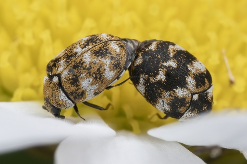 Varied Carpet Beetle